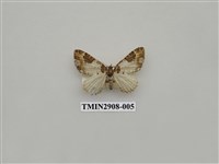 藏品(尺蛾719)的圖片